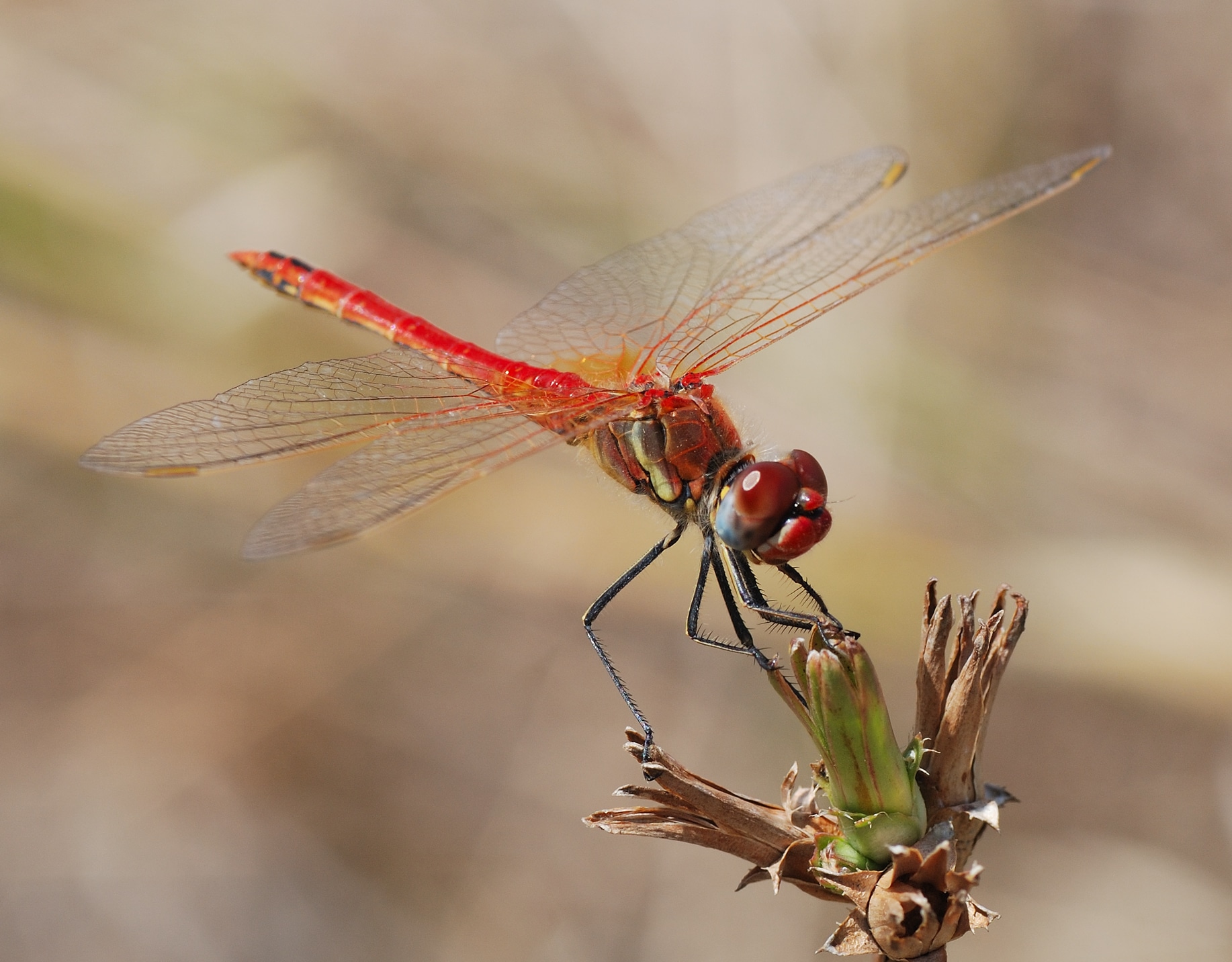 Biblical Meaning of Red Dragonfly