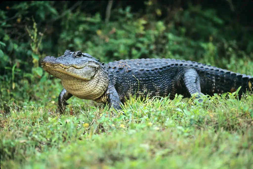 Biblical Meaning of Alligator in Dreams
